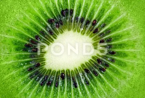 Kiwi Stock Photos