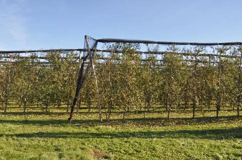 Kiwi plants Stock Photos