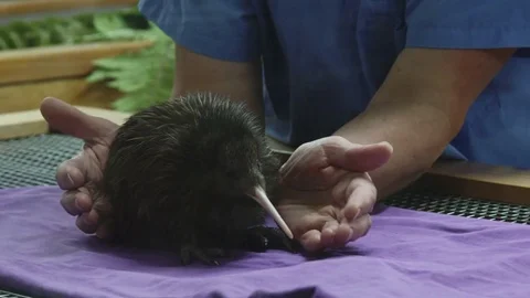 Kiwi in Recovery Stock Footage 82672348