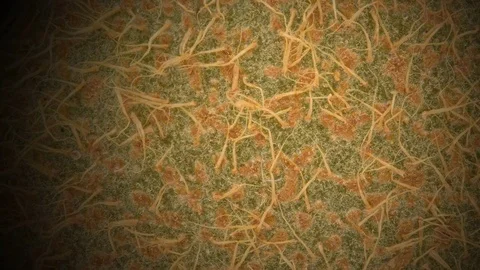 Kiwi rotation on white background - texture Stock Footage 79829634