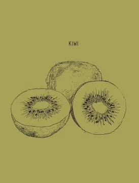 Kiwi , sketch vector. Stock Illustration