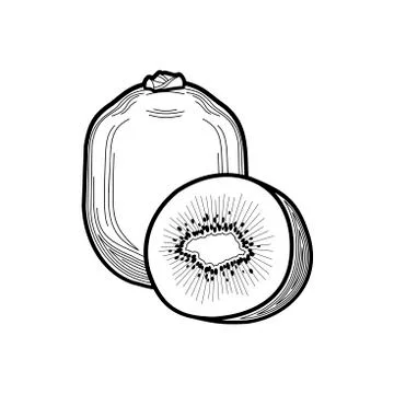 Kiwi - a stylized fruit drawn in thin lines with strokes in a flat style. kiw Stock Illustration