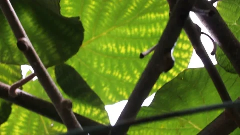 Kiwi tree leaves seen from below Stock Footage 234023749