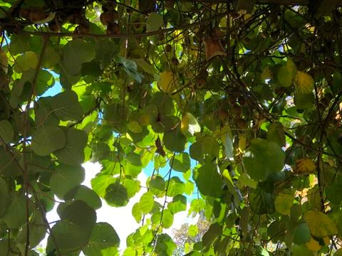 Kiwi tree Fotos Stock