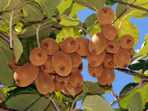 Kiwi on a tree 스톡 사진