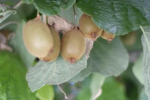 Kiwi on a tree Foto stock