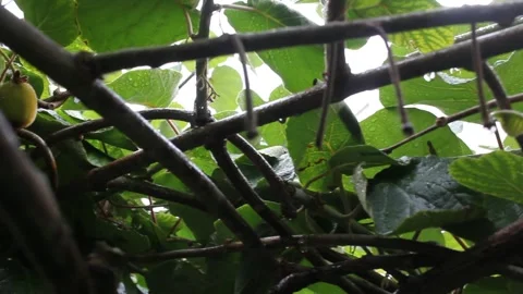 Kiwi tree in a rainy day Stock Footage 250406054