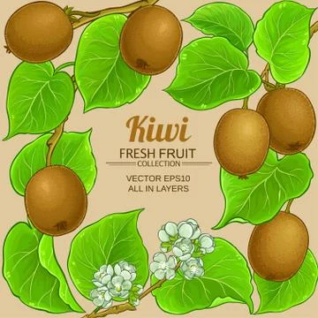 Kiwi vector frame Stock Illustration