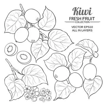 Kiwi vector set Stock Illustration