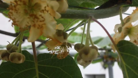 Kiwi Vine Flowers and Tiny Developing Fruits in a Backyard Garden Stock Footage 336639490