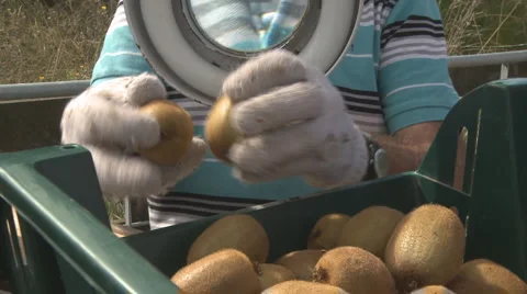 Kiwifruit inspected Stock Footage 2103920