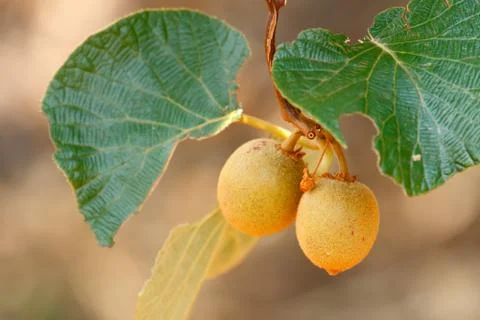 Kiwifruit on the tree Stock Photos