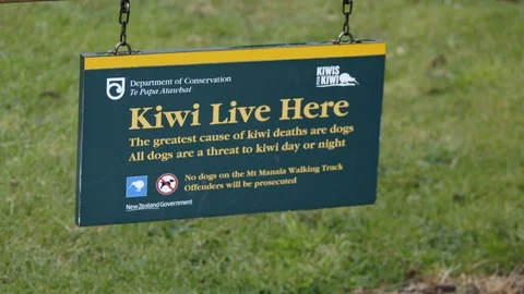 Kiwis Live Here Sign Stock Footage 86507813