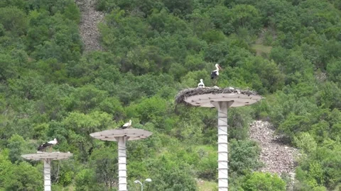 Kizilcahamam storks Stock Footage 132606201