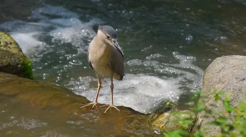 KL Bird Park - Black Crowned Night Heron  Video stock 48182385