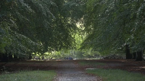 Klampenborg forest Stock Footage 81684246