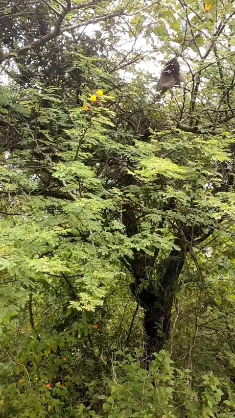 The Klampis tree is covered with bushes Stock Footage 326861164