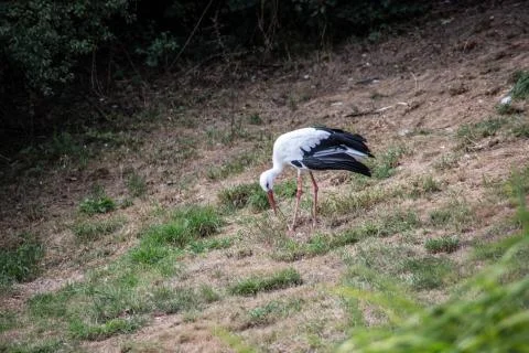 Klapperstorch Stock Photos