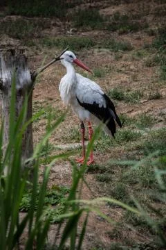 Klapperstorch Foto stock