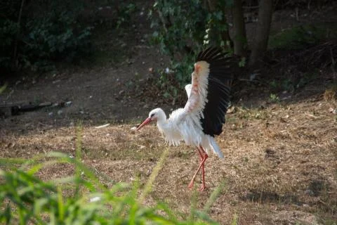 Klapperstorch Stock Photos