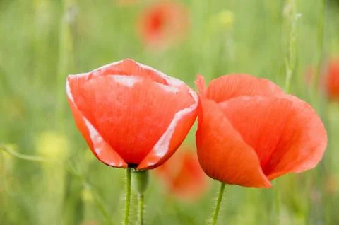 Klaschmohn Stock Photos