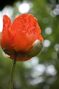 Klatschmohn Stock Photos