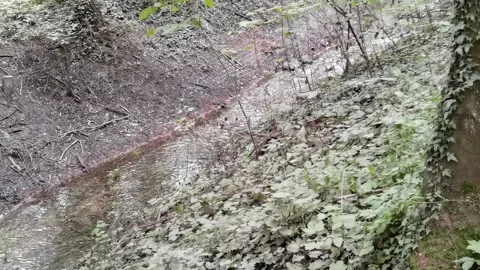 Kleiner Strömung Flussader im Wald Stock Footage