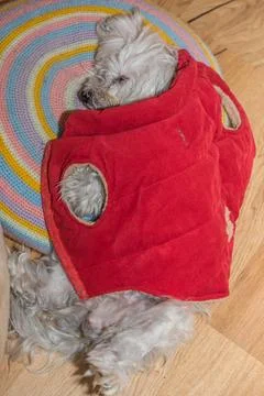 Kleiner weisser Hund schläft zugedeckt auf Kissen - Havaneser kleiner weis.. Stock Photos