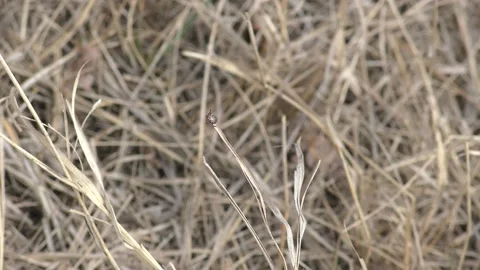 Klesch Stock Footage 130224315