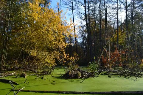 Клевань Stock Photos