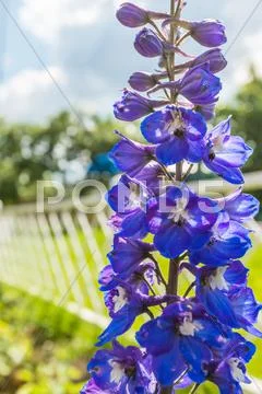 Klimatis Stock Photos
