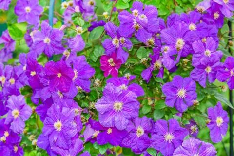 Klimatis 写真素材