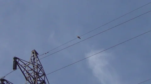 Klintuha on the wire Stockbeeldmateriaal 47068032