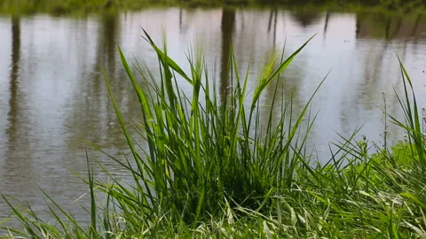 Klip 06 Stock Footage 130604969