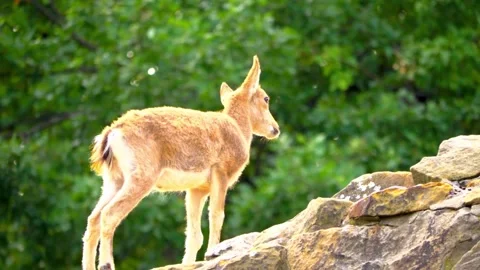 Klipspringer antelope Stock Footage 288646944