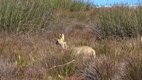 Klipspringer antelope Stock Footage 298859185