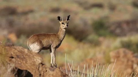 Klipspringer antelope stands on a rock Stock Footage 61940025