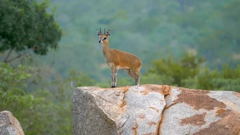 Klipspringer Antelope watches from a boulder Stock Footage 108490178