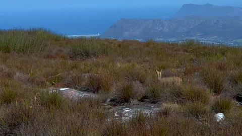 Klipspringer antelopes Stock Footage 298858233