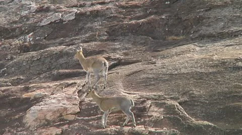 Klipspringer Stock Footage 10699093