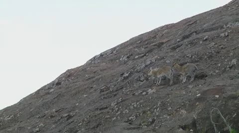 Klipspringer Stock Footage 10699178