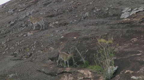 Klipspringer Stock Footage 10699187