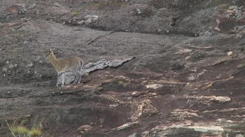 Klipspringer Stock Footage 10721259