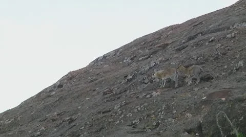 Klipspringer Stock Footage 10721278