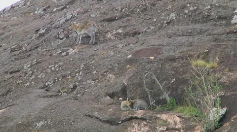 Klipspringer Stock Footage 10721301