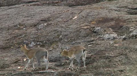Klipspringer Stock Footage 10749319