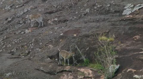 Klipspringer Stock Footage 10749339