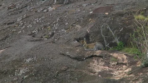 Klipspringer Stock Footage 10749355