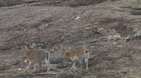 Klipspringer Stock Footage 10755827
