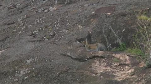 Klipspringer Stock Footage 10755863